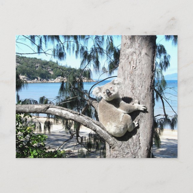 A young koala sits in a tree by the beach postcard (Front)