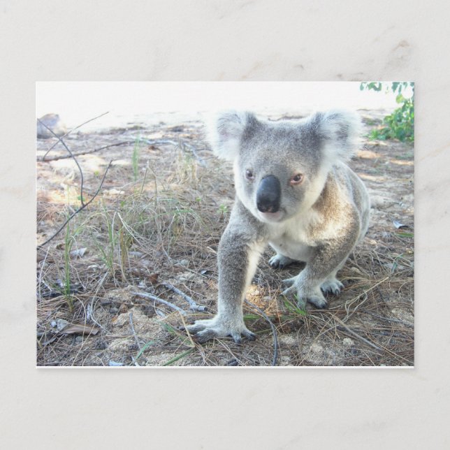 A young koala walking at the beach postcard (Front)