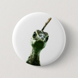 A young peacock's head peering over to say hi! 6 cm round badge
