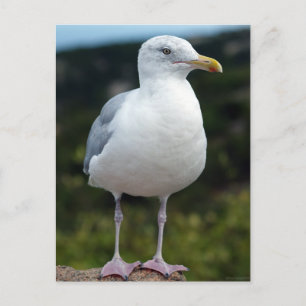A Young Seagull Postcard