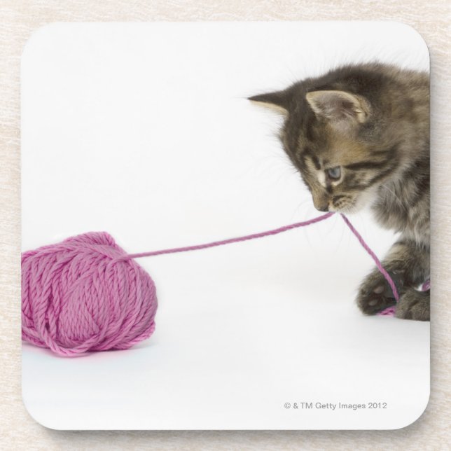 A young tabby kitten playing coaster (Front)