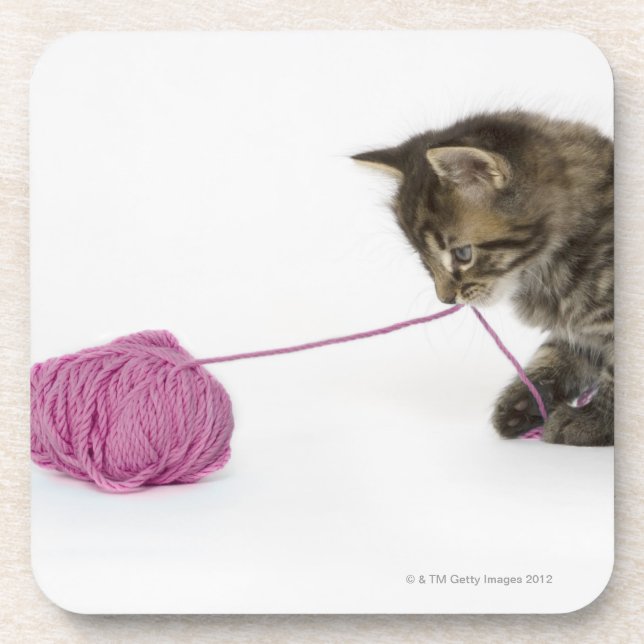 A young tabby kitten playing with a ball of coaster (Front)