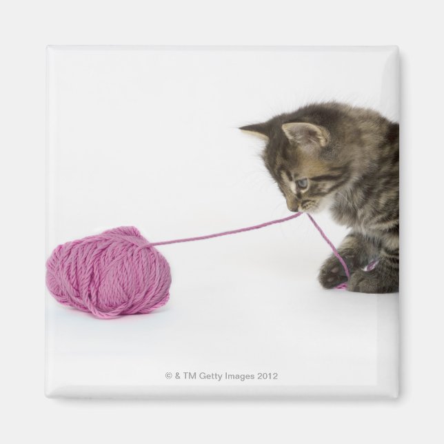 A young tabby kitten playing with a ball of magnet (Front)