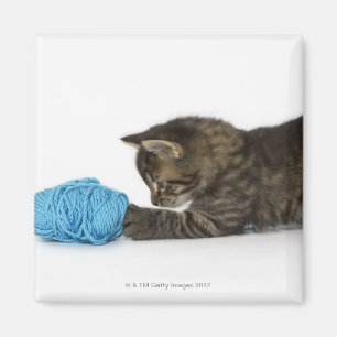 A young Tabby kitten playing with wool Magnet