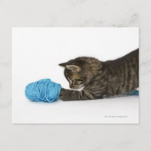 A young Tabby kitten playing with wool. Postcard