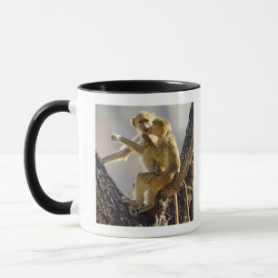 A young Yellow baboon  (Papio cynocephalus) Mug