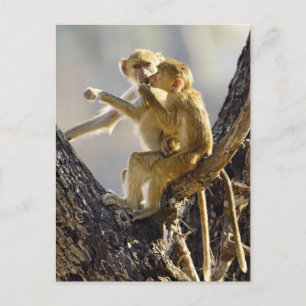 A young Yellow baboon (Papio cynocephalus) Postcard