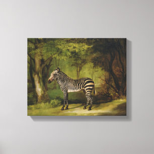 A Zebra, 1763 (oil on canvas) Canvas Print