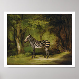 A Zebra, 1763 (oil on canvas) Poster