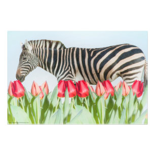 A Zebra Among the Tulips Photo Print