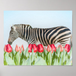 A Zebra Among the Tulips Poster