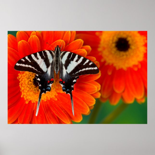 A Zebra Swallowtail Butterfly Poster (Front)