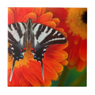 A Zebra Swallowtail Butterfly Tile