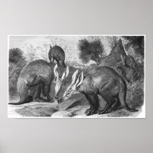 Aardvark - Orycteropus afer Portfolio Poster