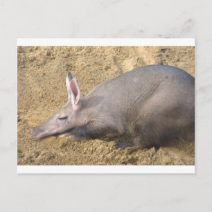 Aardvark Postcard
