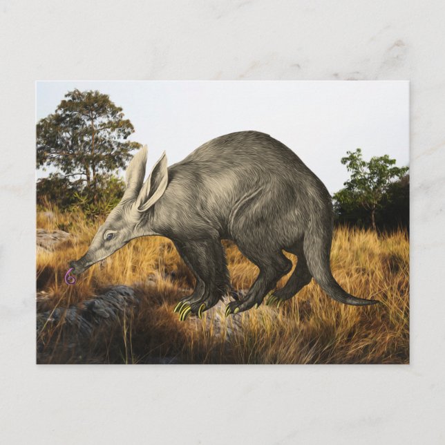 Aardvark Postcard (Front)