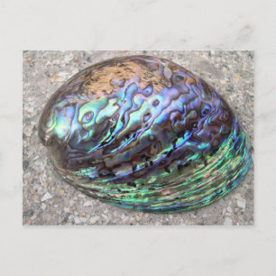 Abalone Postcard