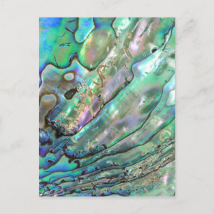 Abalone Postcard