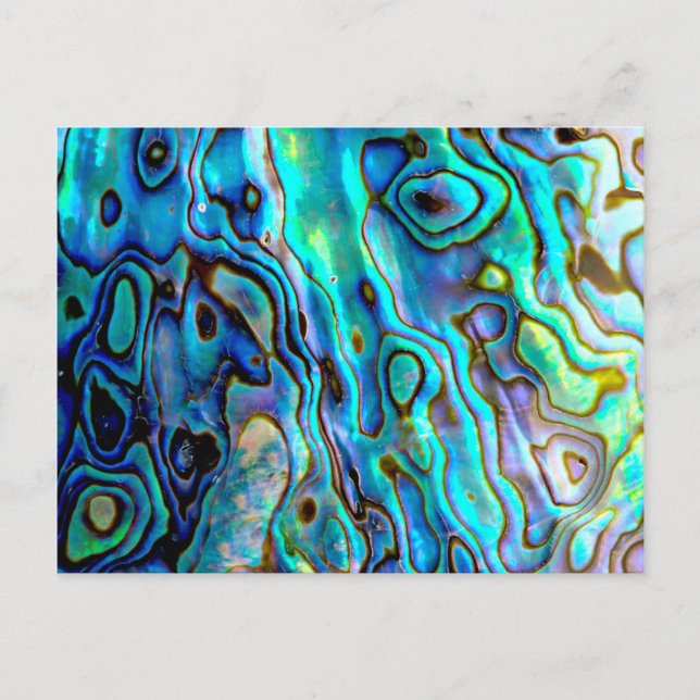 Abalone shell postcard (Front)