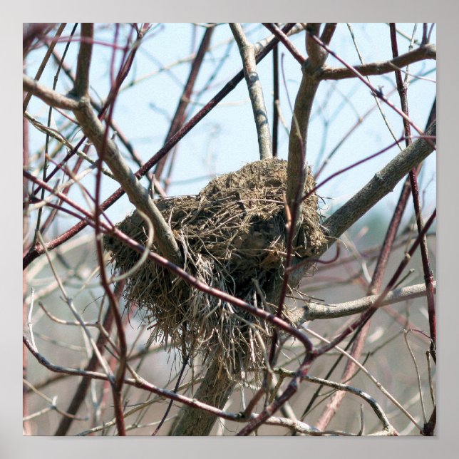 Abandoned Bird Nest In Spring Poster (Front)