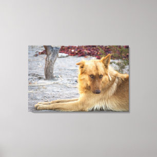 Abandoned Dog Canvas Print