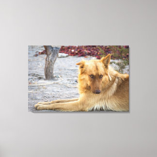 Abandoned Dog Canvas Print