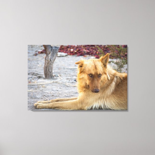 Abandoned Dog Canvas Print (Front)