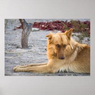 Abandoned Dog Poster