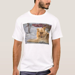 Abandoned Dog T-Shirt