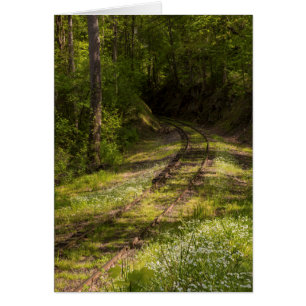Abandoned Railroad In A Forest