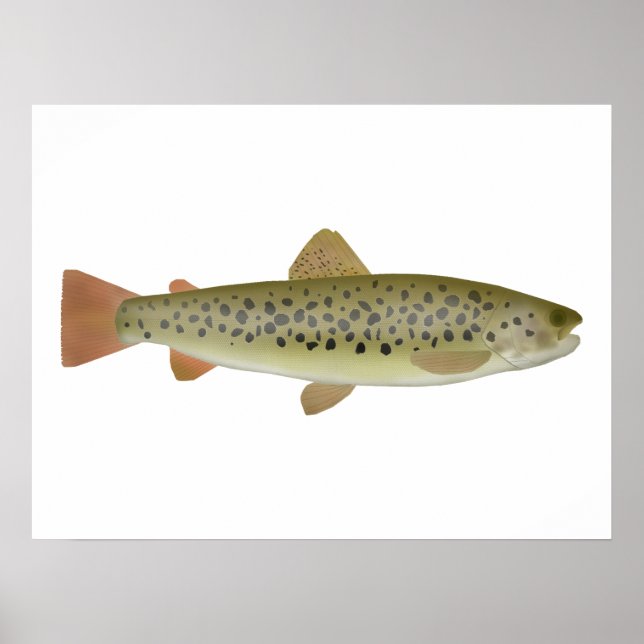 Abant Trout Poster (Front)