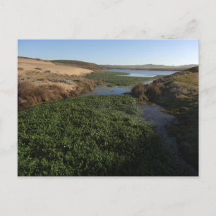 Abbotts Lagoon I at Point Reyes National Seashore Postcard