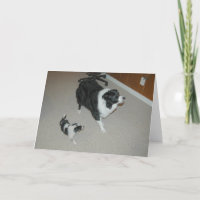 Abby & Ava~Amazing & Awesome Border Collies