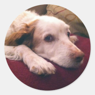 Abby Brittany Spaniel Classic Round Sticker