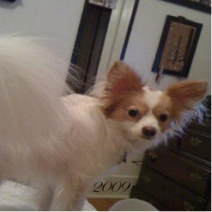 Abby Ornament Photo Sculpture Decoration