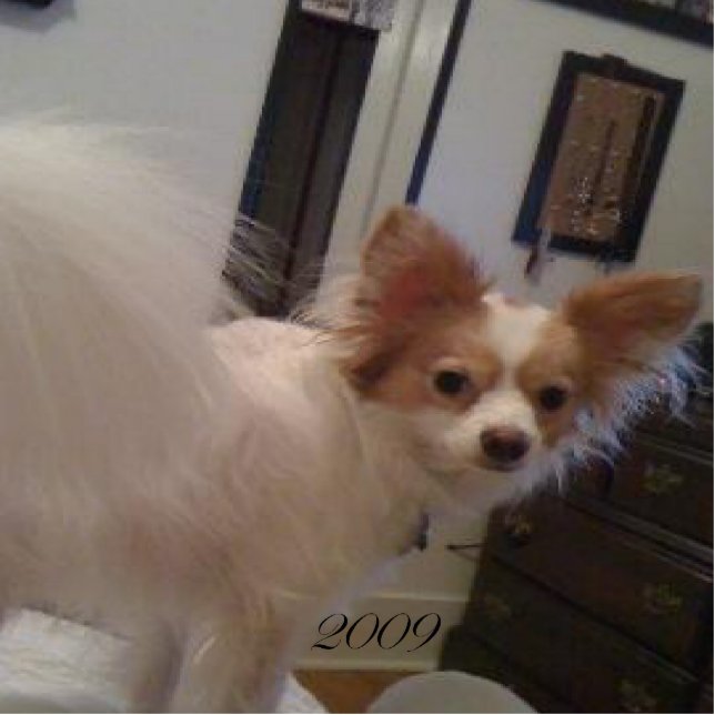 Abby Ornament Photo Sculpture Decoration (Front)