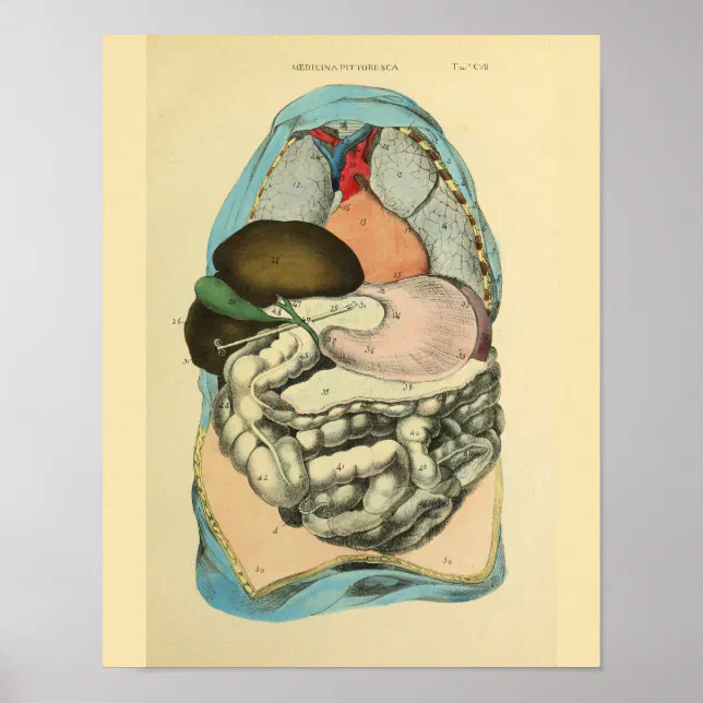 Abdominal Organs Human Anatomy Art Print | Zazzle