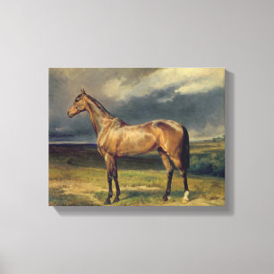 Abdul Medschid' the chestnut arab horse, 1855 Canvas Print