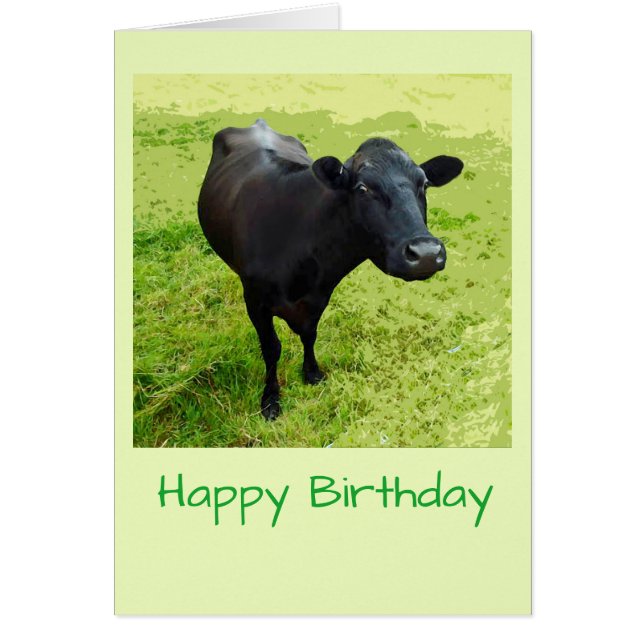Aberdeen Angus cow Birthday card (Front)