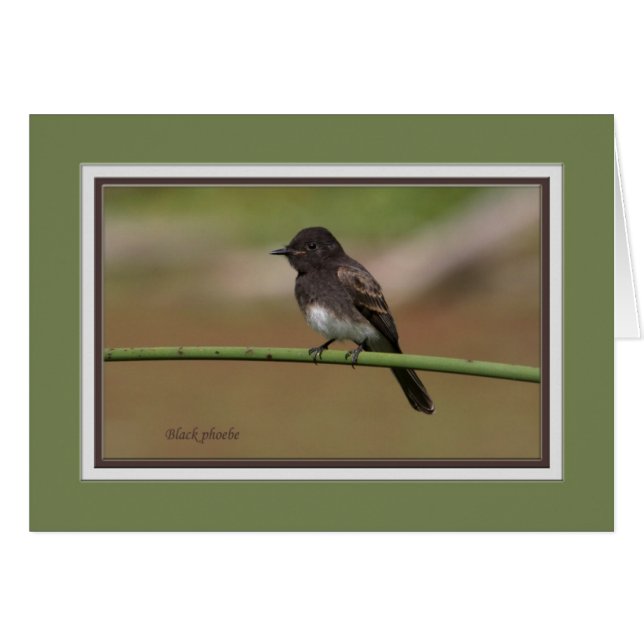 Ablackphoebe0080 (Front Horizontal)
