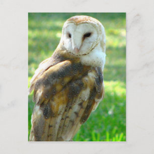 About Barn Owl Postcard