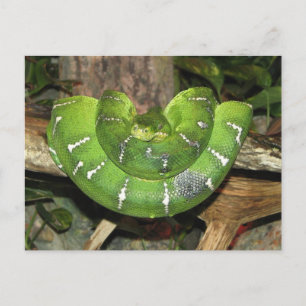 About Emerald Tree Boa Postcard