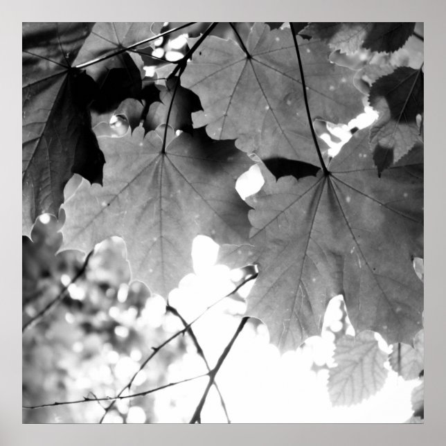 Above Poster (Front)