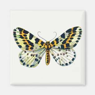 Abraxas grossulariata, The Magpie Moth Colour Imag Magnet