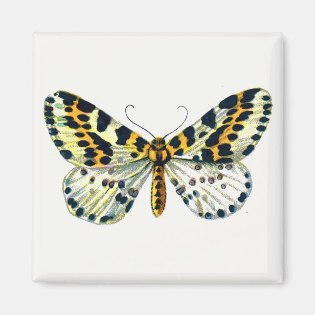 Abraxas grossulariata, The Magpie Moth Colour Imag Magnet (Front)