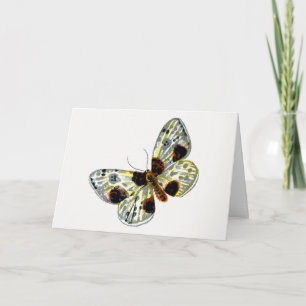 Abraxas sylvata - The Clouded Magpie Moth Card