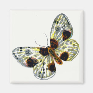 Abraxas sylvata - The Clouded Magpie Moth Magnet