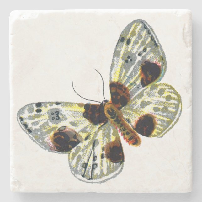 Abraxas sylvata - The Clouded Magpie Moth Stone Coaster (Front)