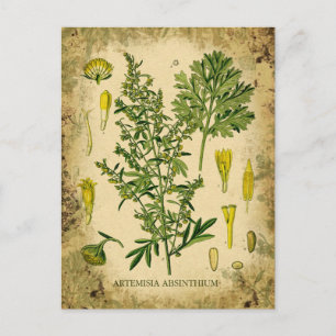 Absinthe Botanical Collage Postcard