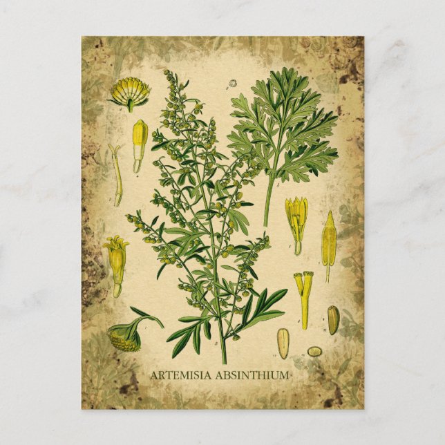 Absinthe Botanical Collage Postcard (Front)